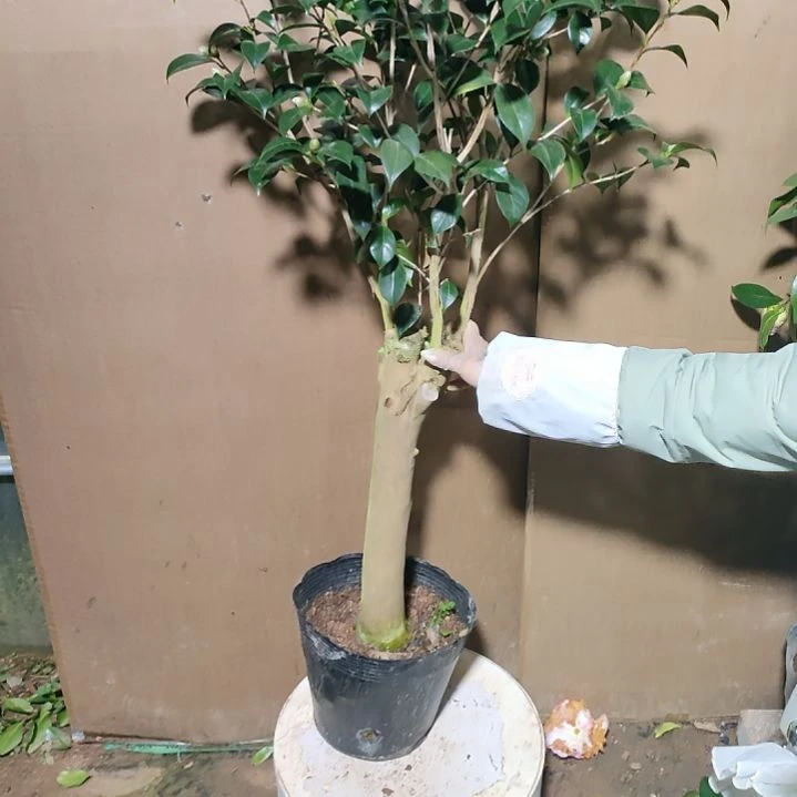 85口红，原盆原土发货，不包邮