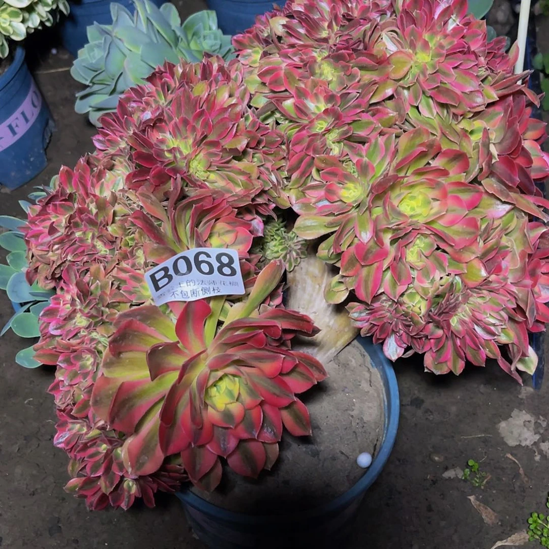 法师法师15–14包邮法师