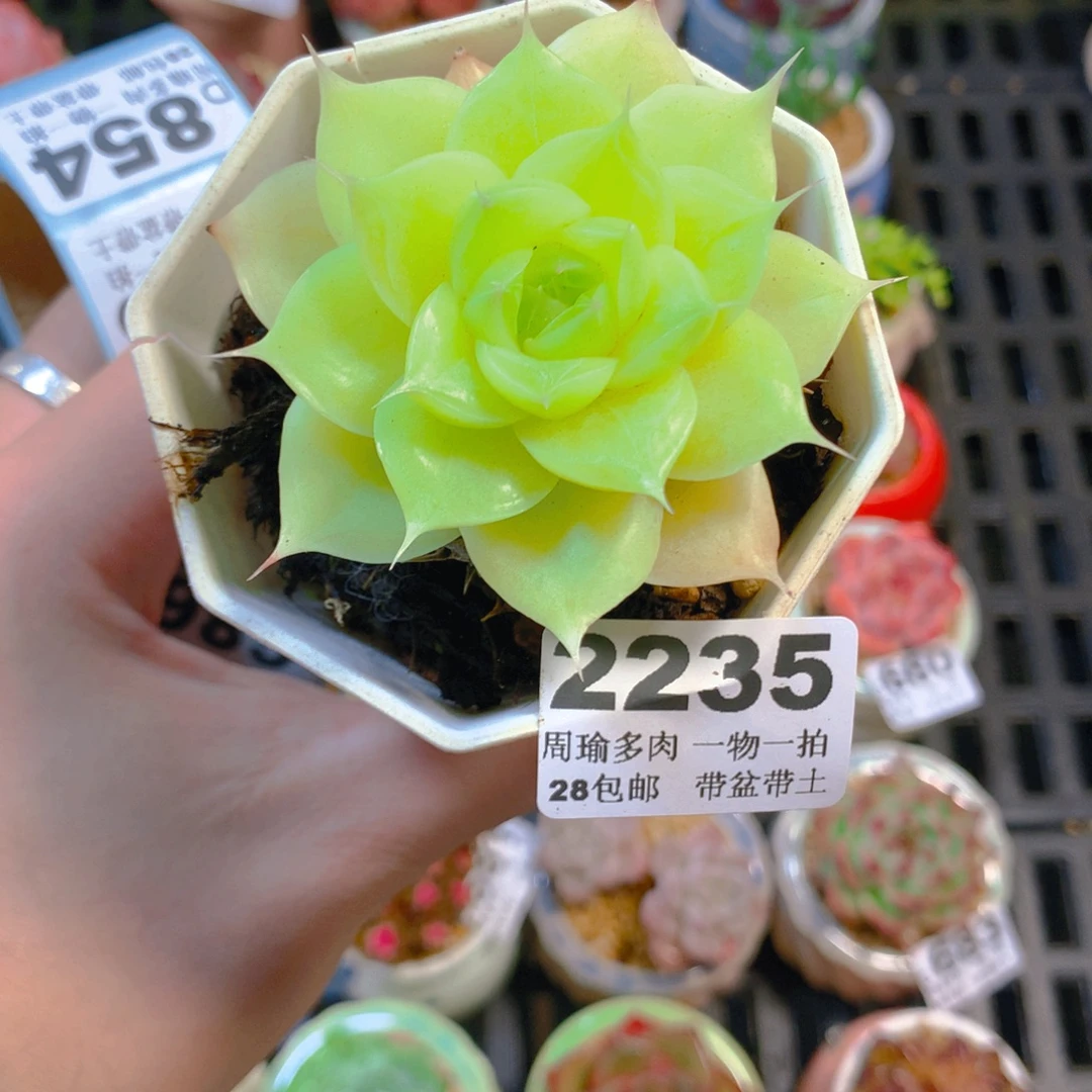 5厘米盆精控多肉2235