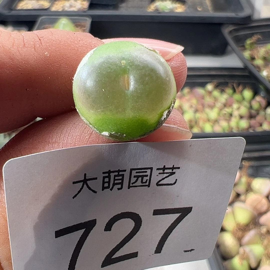 一物一拍脱土发。    727