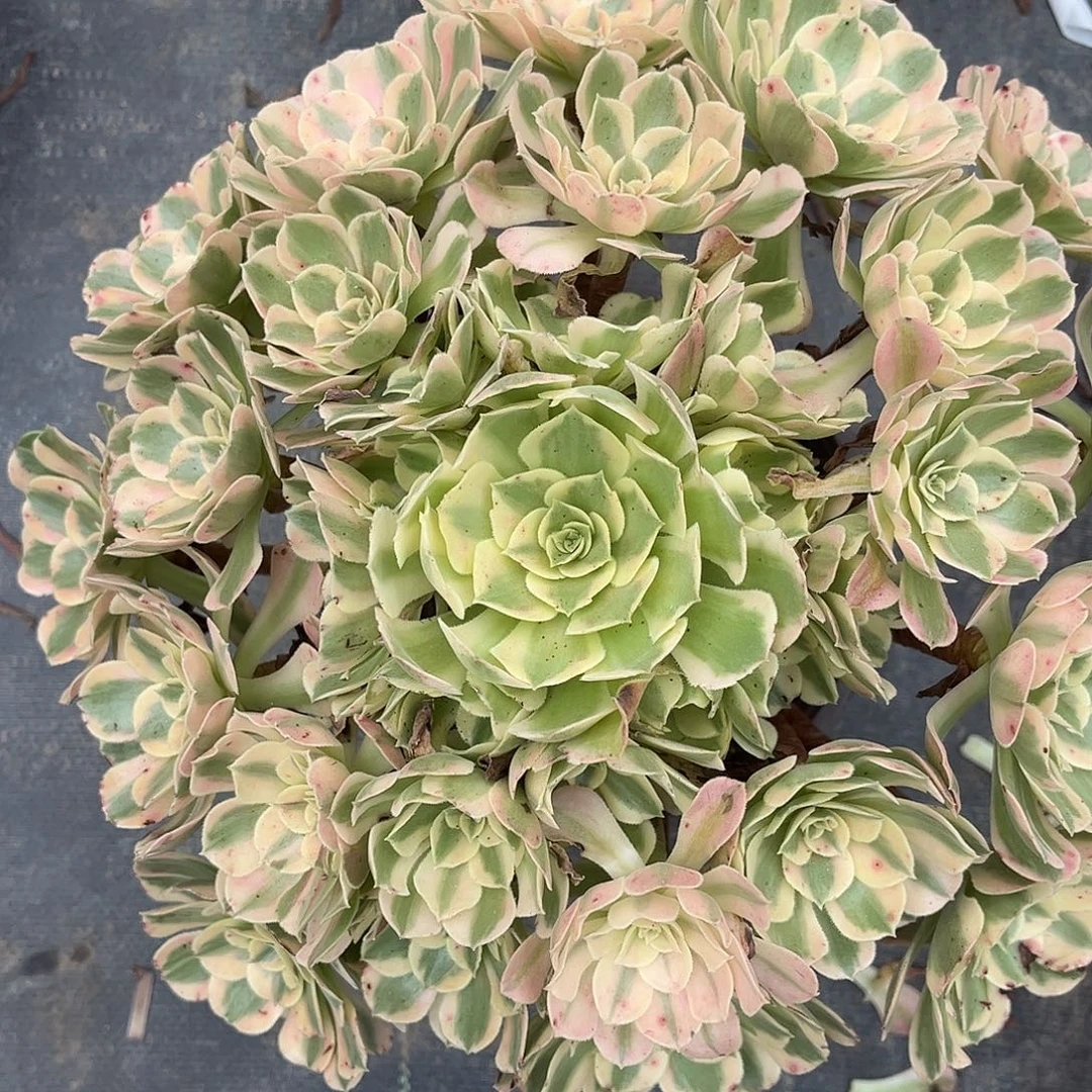 青苹果法师多肉植物