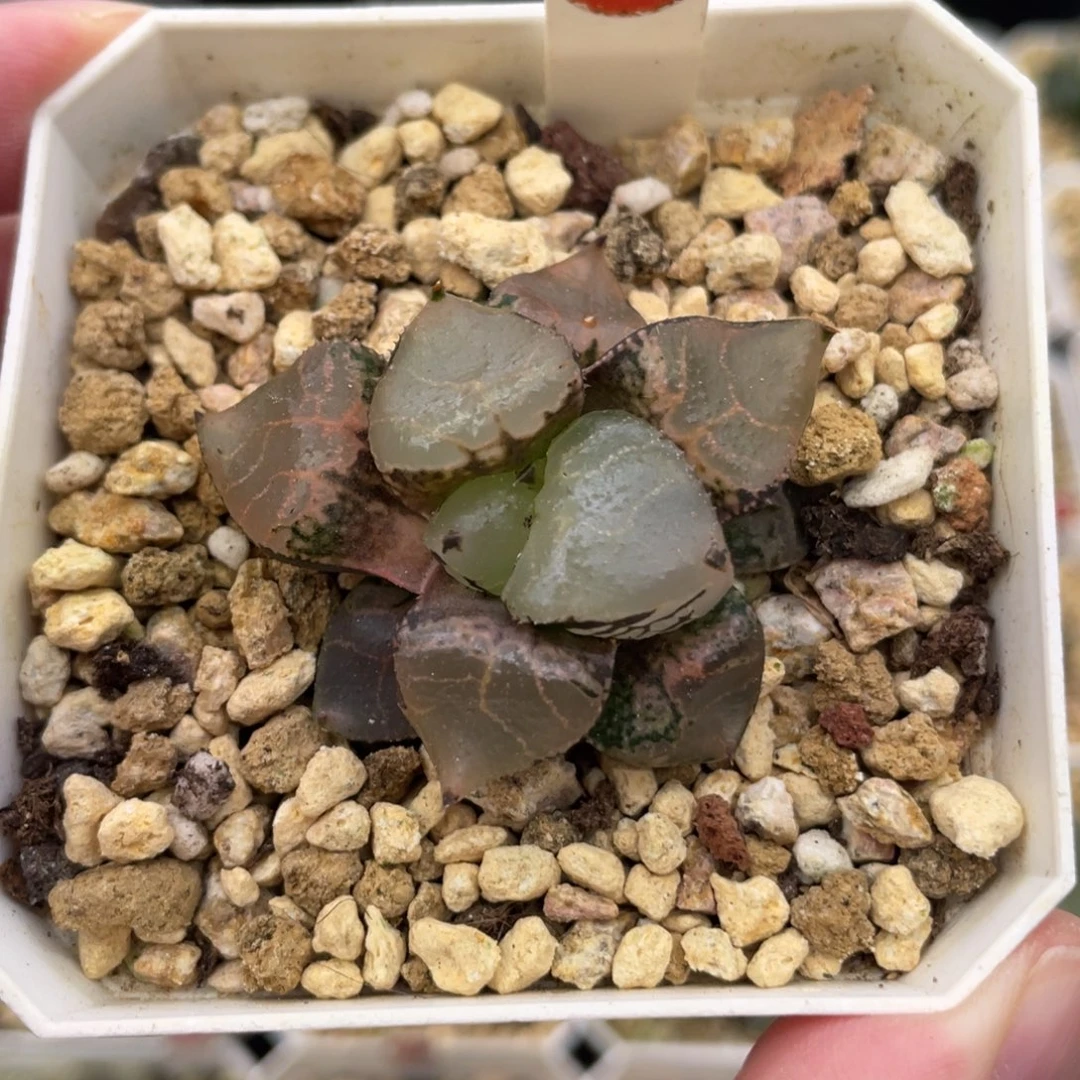 小蔡的菜园91冰皇