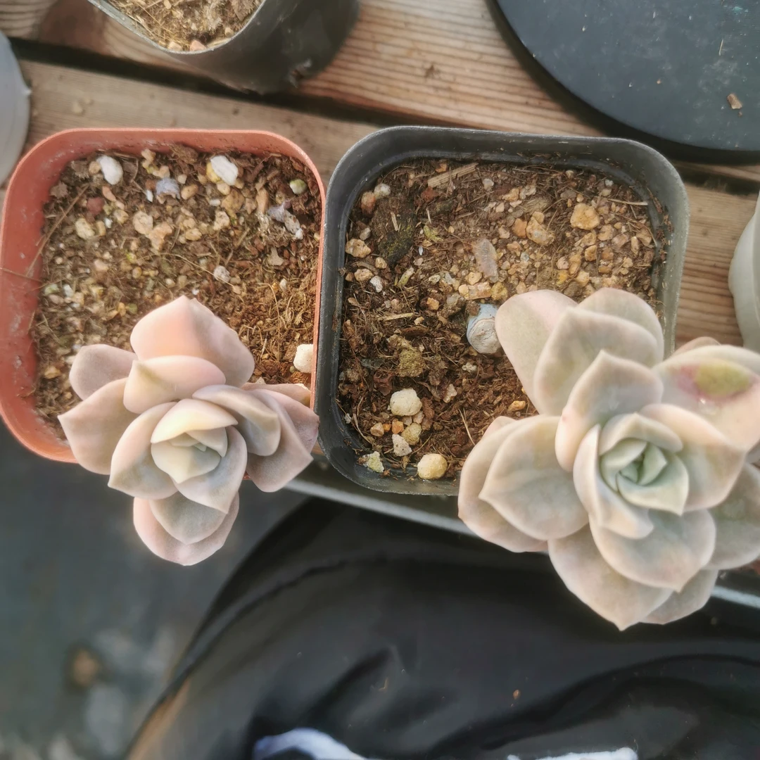 可爱玫瑰锦多肉植物（秋梨膏专属）