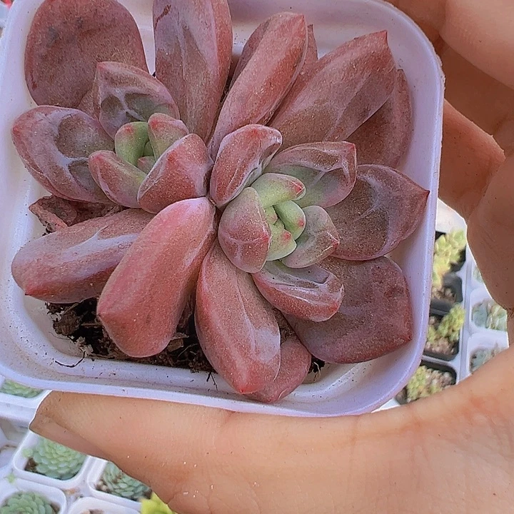 香槟双头起发货19包邮