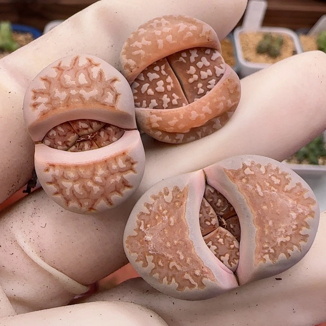 874珊瑚火福利福利