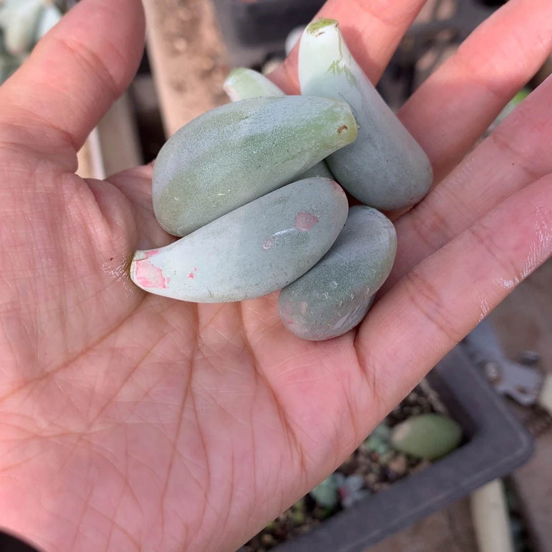2.5-3cm。米可奶酪叶片