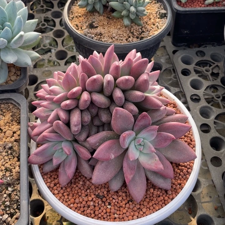 【闪购商品】赫菲虞