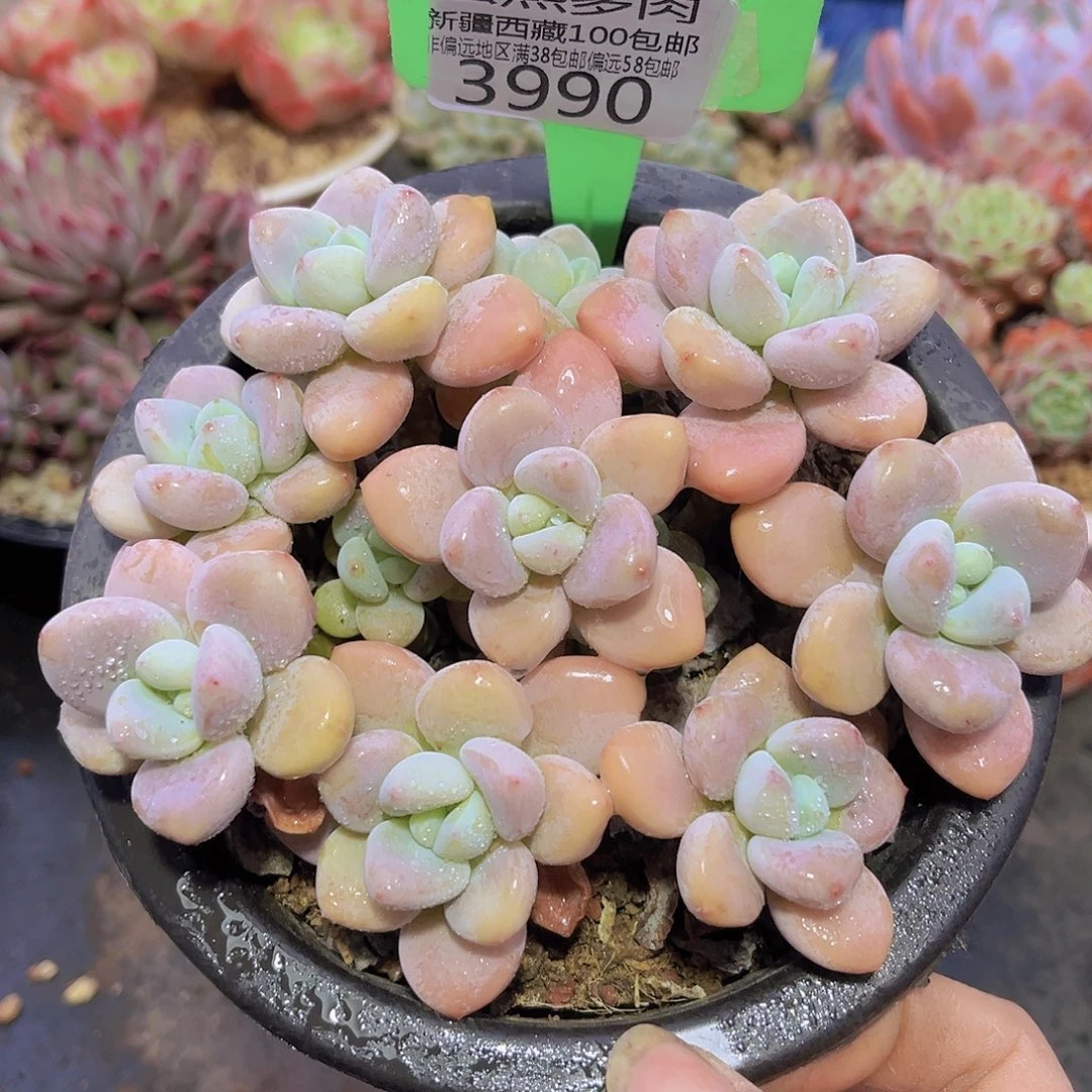 3990洛神多肉植物