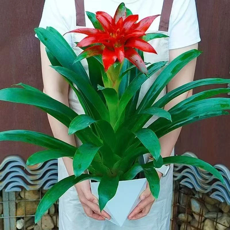 补贴款【特价抢购】鸿运当头盆栽水培小红星凤梨花带花绿植室内客厅