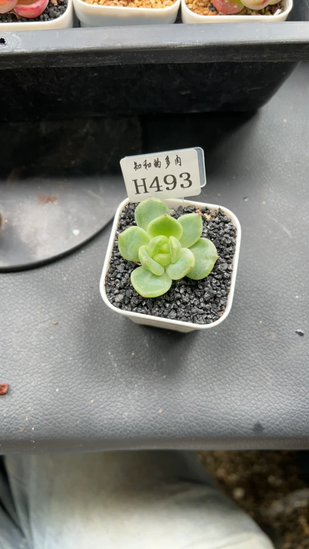 知和的多肉专拍链接