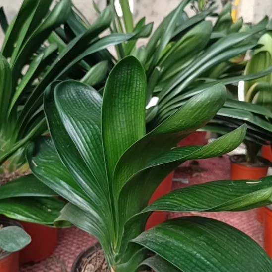 精品国兰圆头和尚短叶有点瑕疵