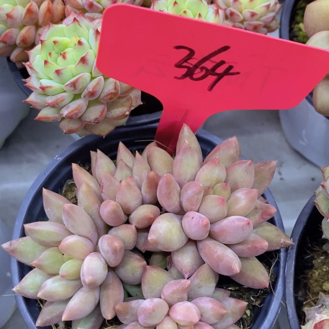 开心多肉，首播2场，一单包邮