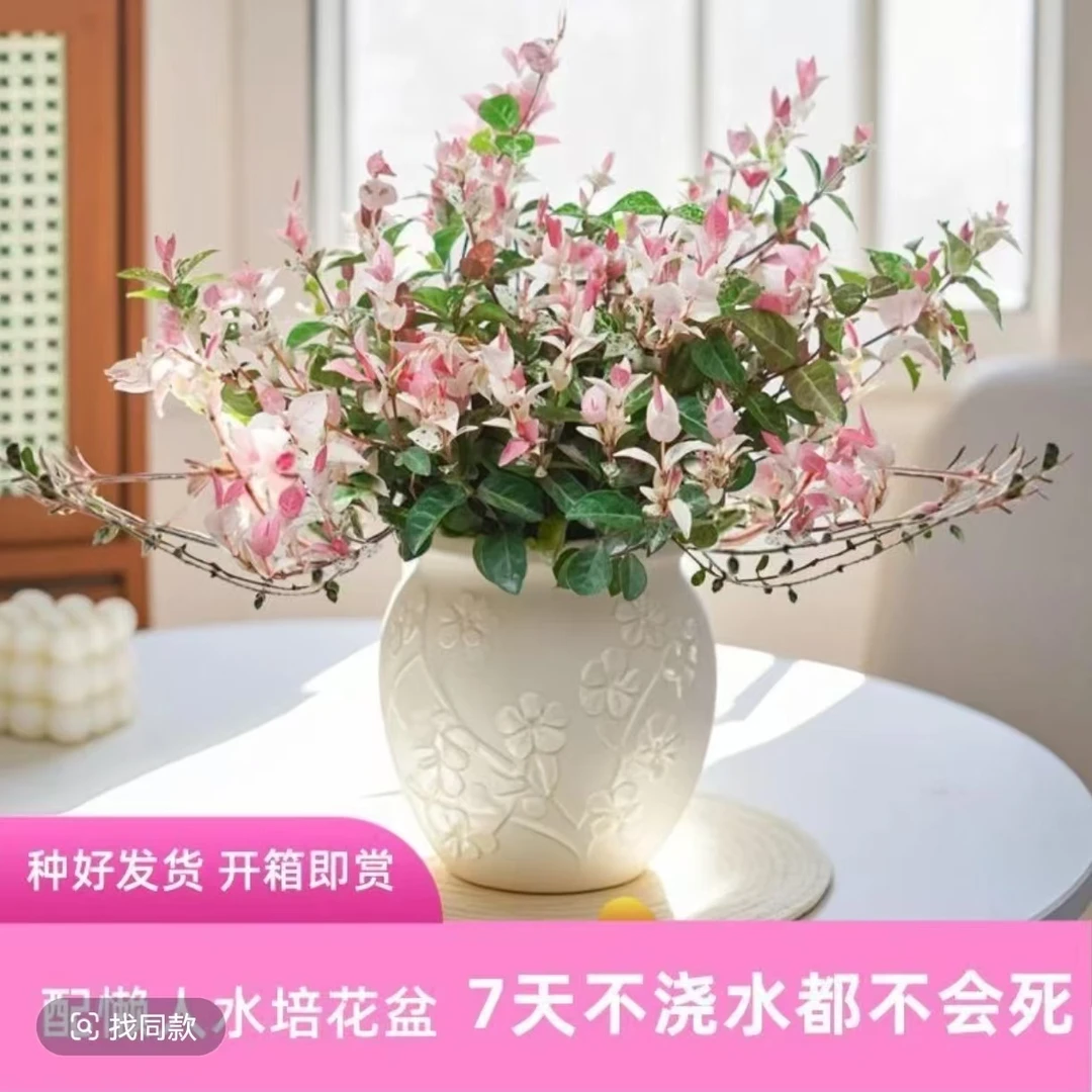 【含盆】花叶络石盆栽室内四季五彩花卉耐热耐寒好养绿植