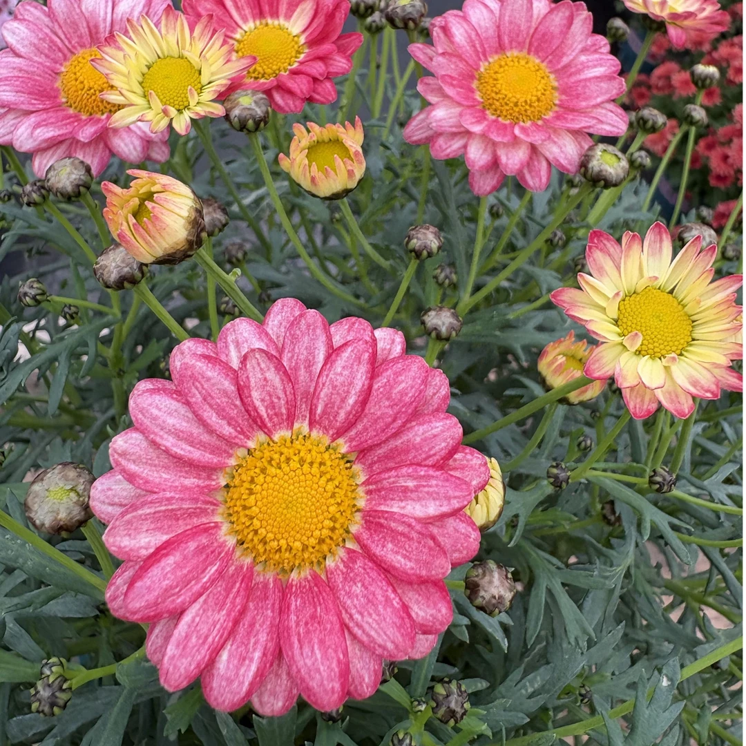 玛格丽塔好养基地庭院室外地栽植物基地批发直发