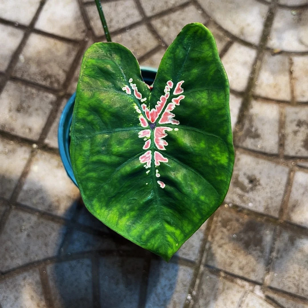 Y***g完全开放6095泰彩