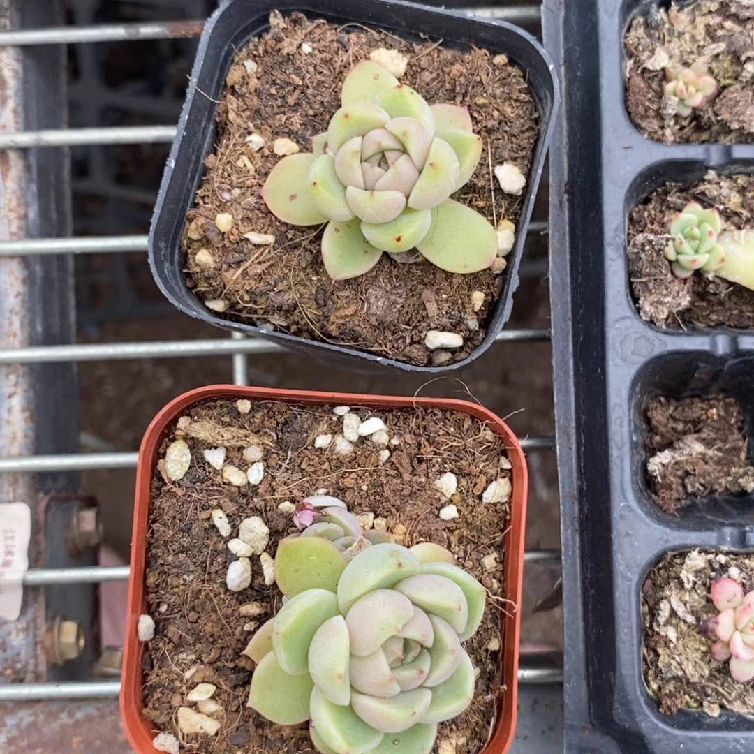 上盆皮艾拉珍妮一个