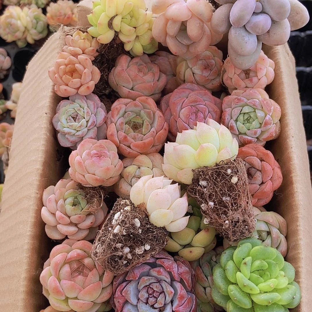 0000000001量拍保底20颗