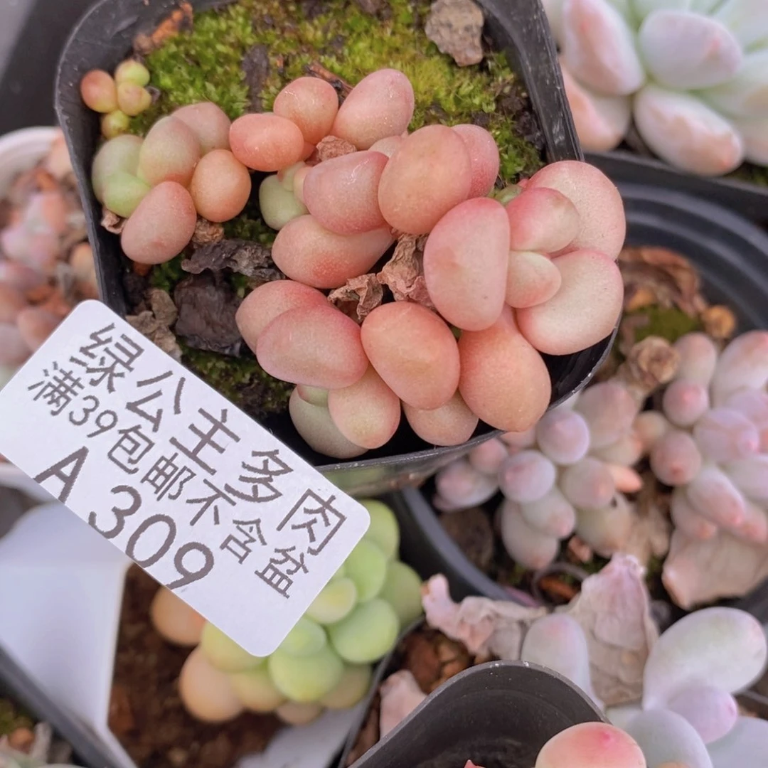 先锋派4cm309多肉植物