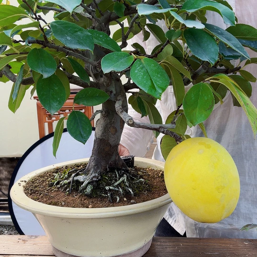 完全开放花梨老桩盆景