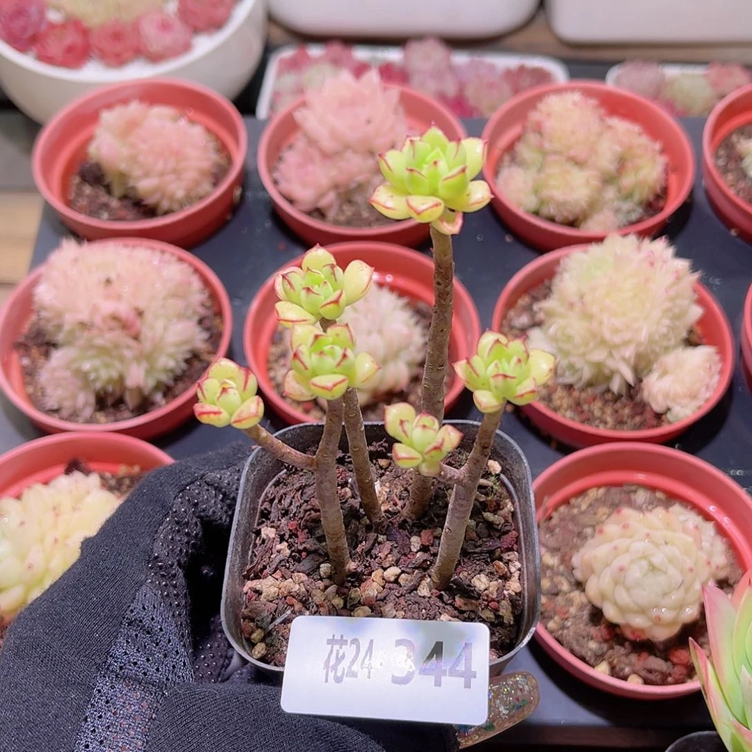 花利美24-344酥皮鸭