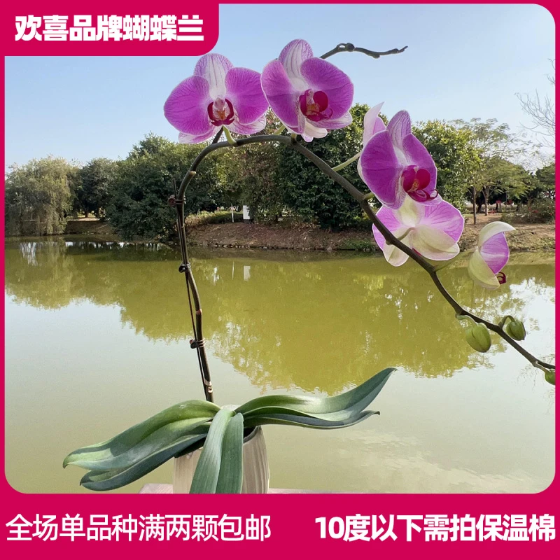 【情人二号-5颗】精品蝴蝶兰鲜花绿植室内花盆景