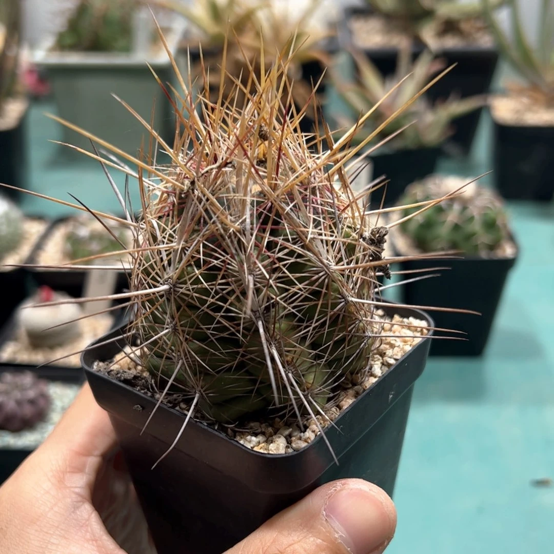 实生大统领 脱土发货