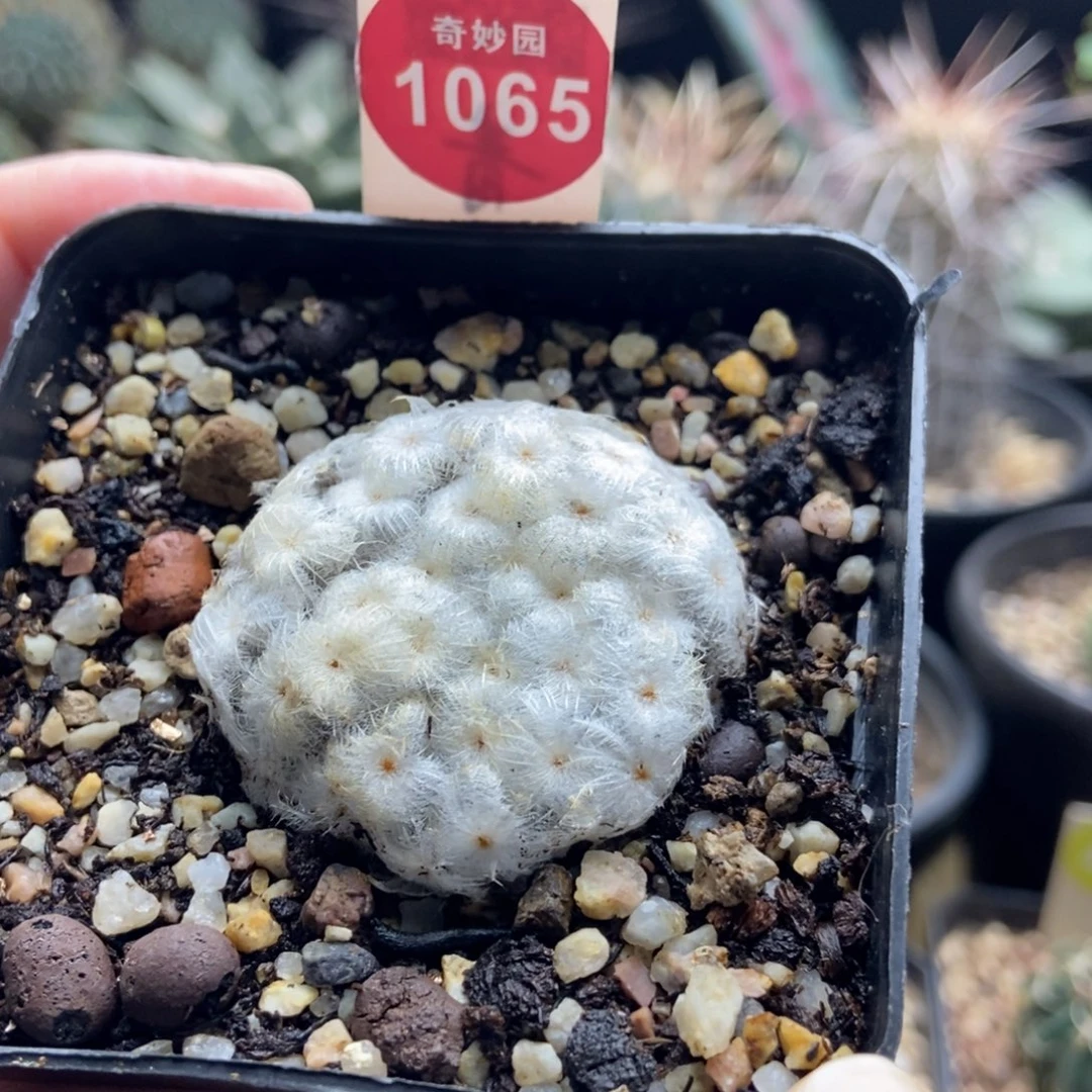 自根佛头白星4.1cm