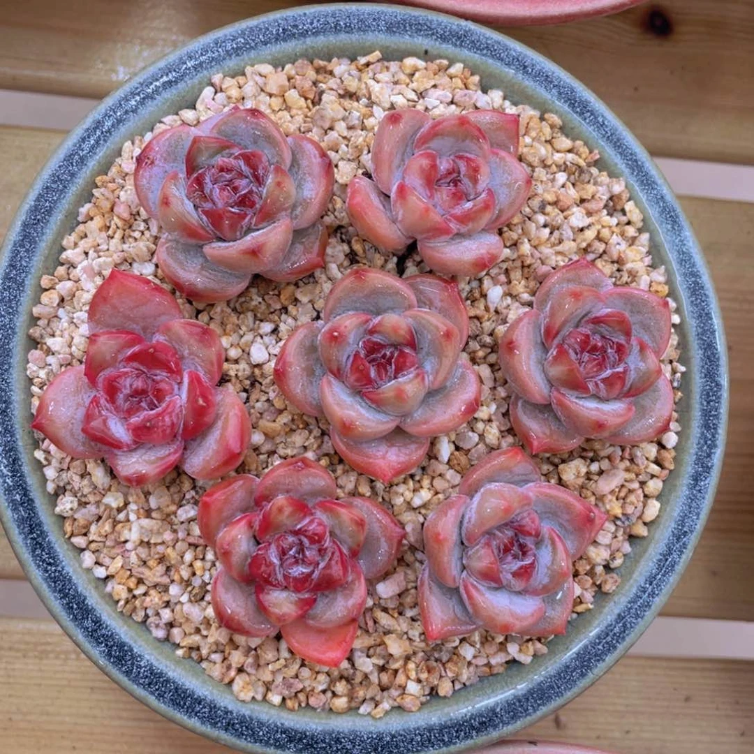 星星天使单头组合7个