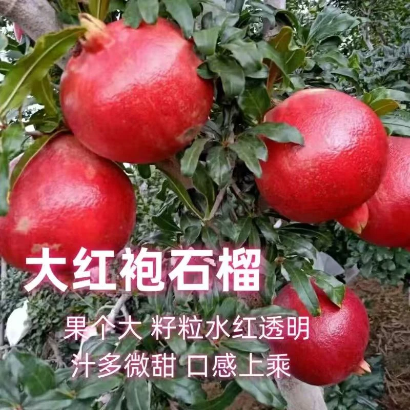 石榴树苗公斤大石榴南北方种植蒙阳红大红袍盆栽地种