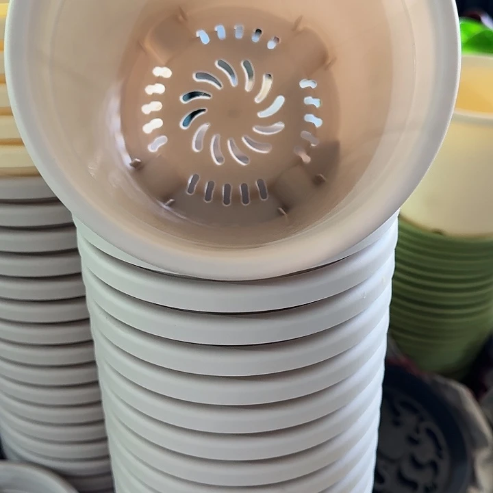 四季2号灰白无托6个