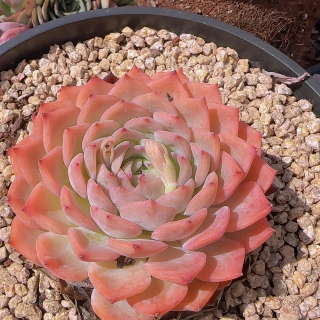 【闪购商品】粉海盗