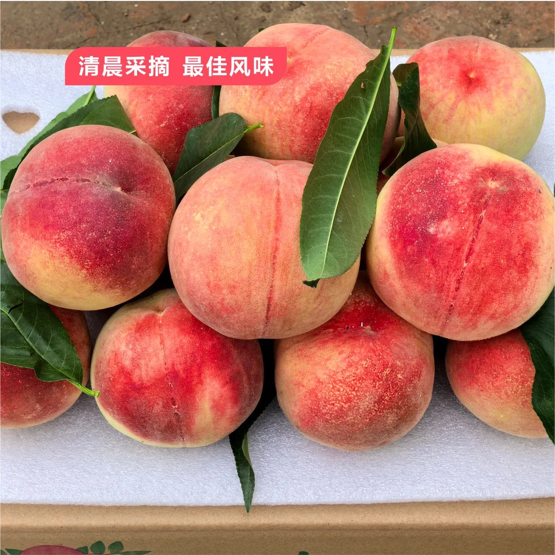 【省内包邮】甄选兰州正宗水磨沟现摘鲜甜多汁白凤桃