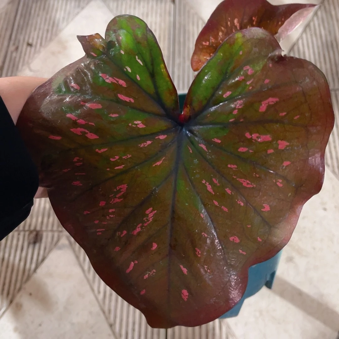 完全开放2685泰彩