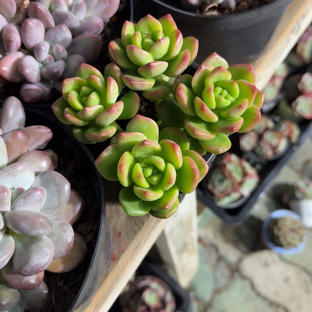 阳光玫瑰多肉植物精品