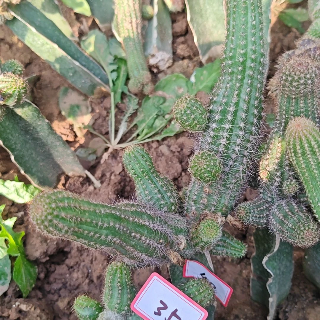 芒***果白檀不包损华丽粉色40