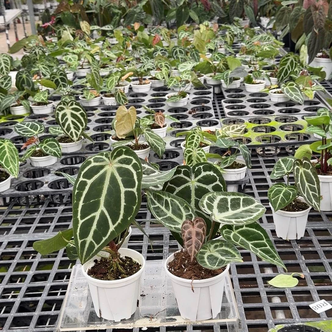 完全开放F935无售后