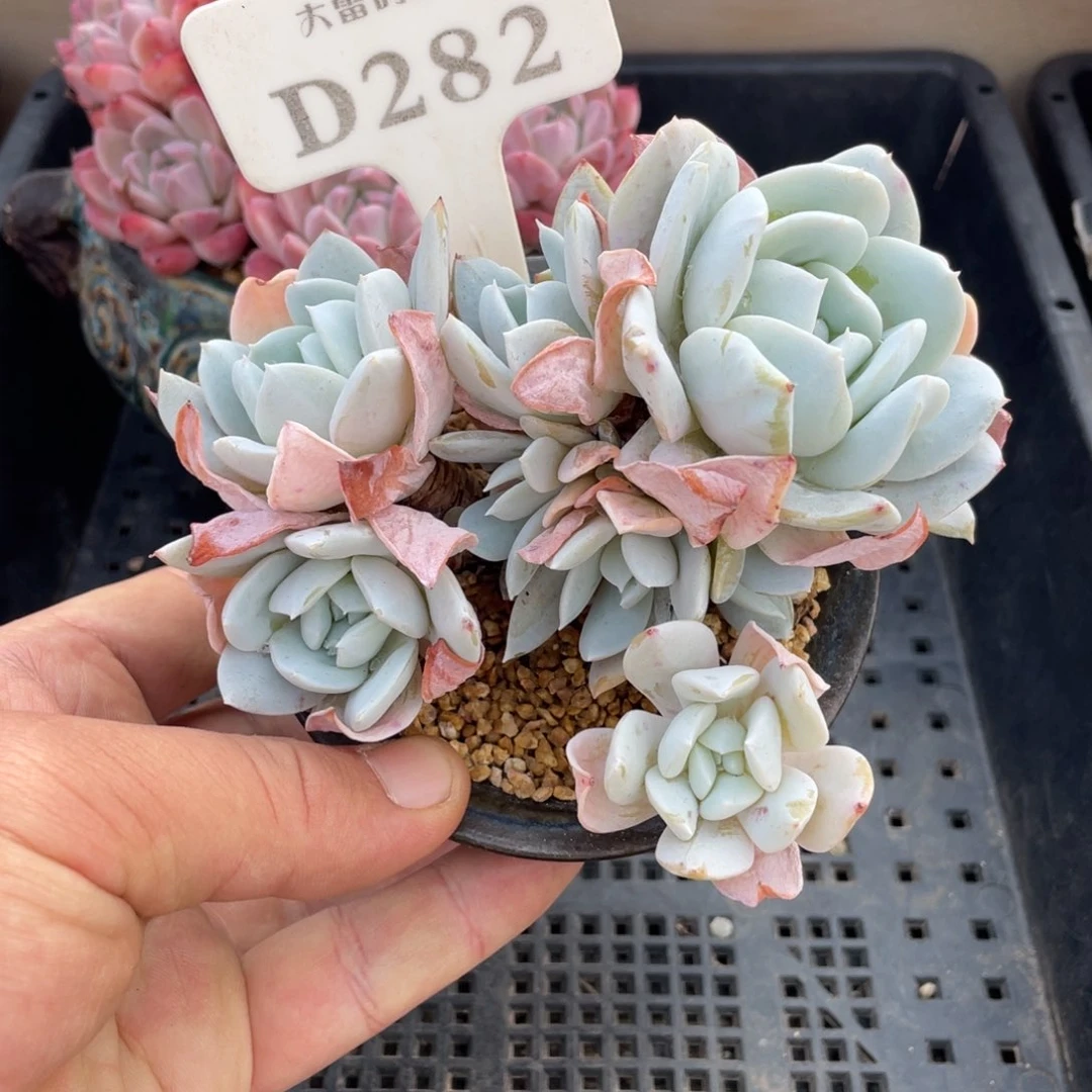 282雪特不带盆11厘米