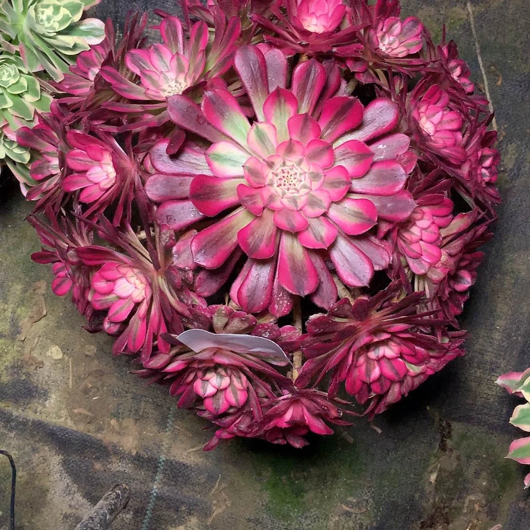 叶*多肉多肉多肉多肉3