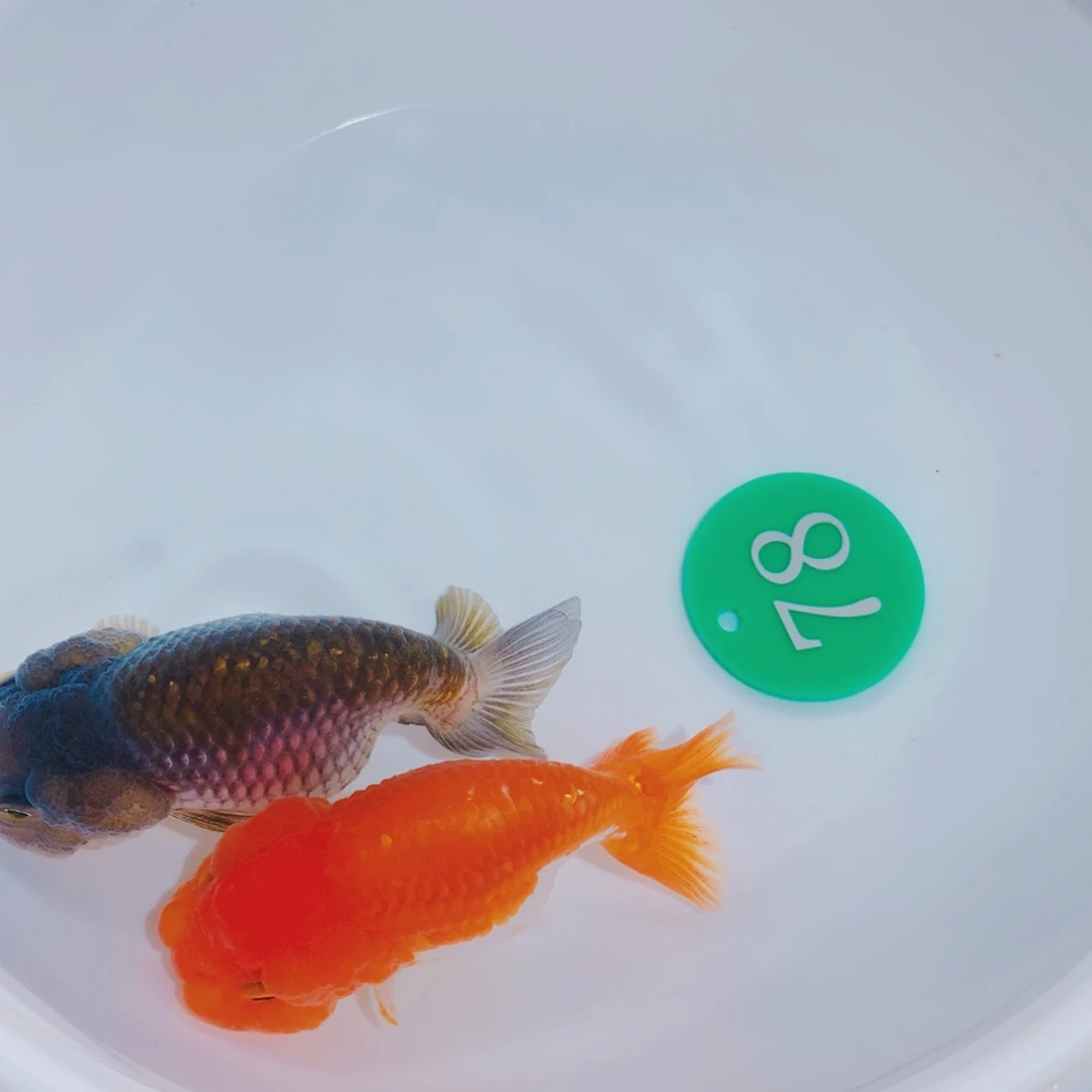 金鱼11111111111111