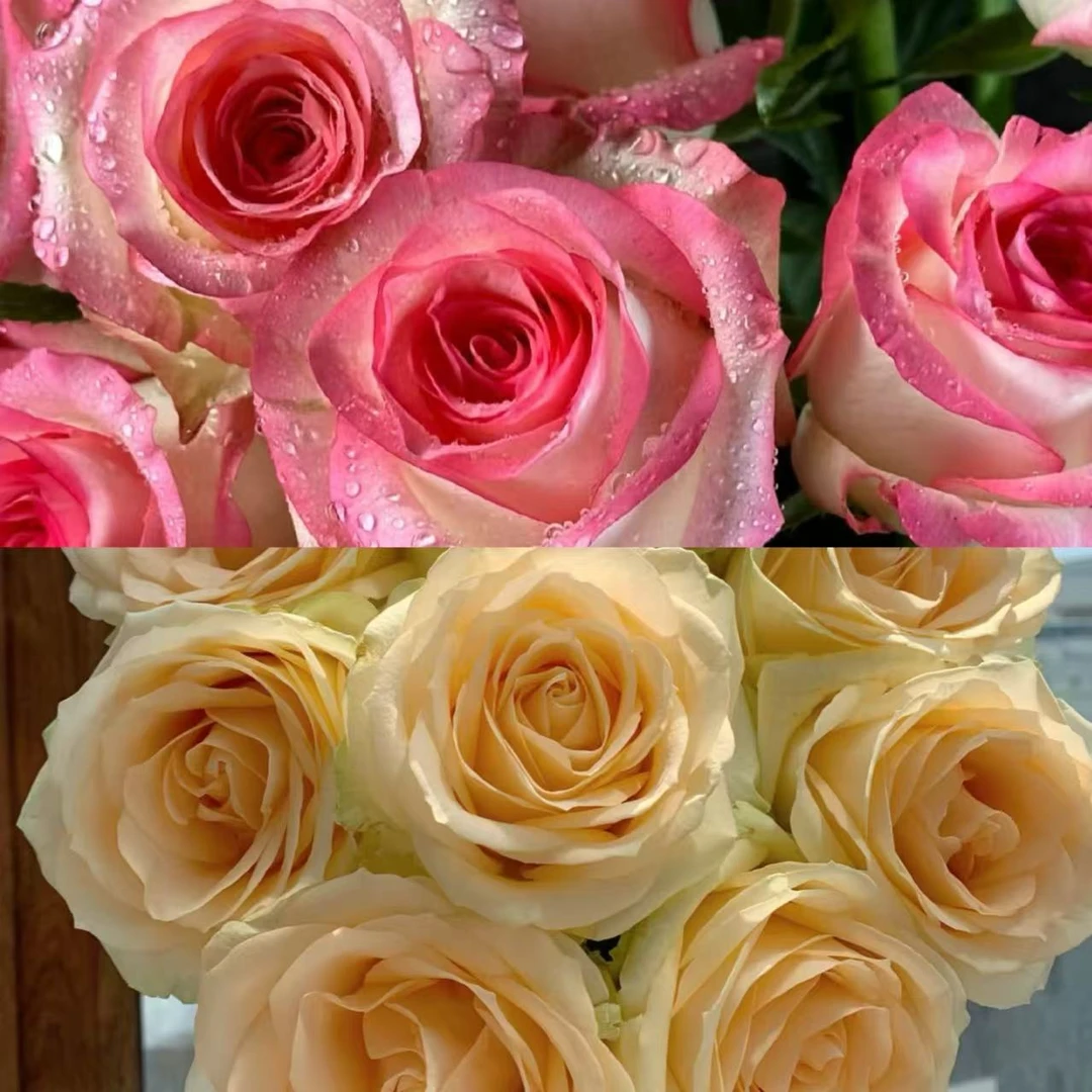 【艾莎+蜜桃雪山】独棵1加仑盆月季 阳台庭院盆栽 多季节重复开花