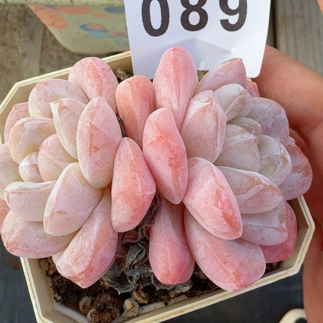 冰玉         精品多肉