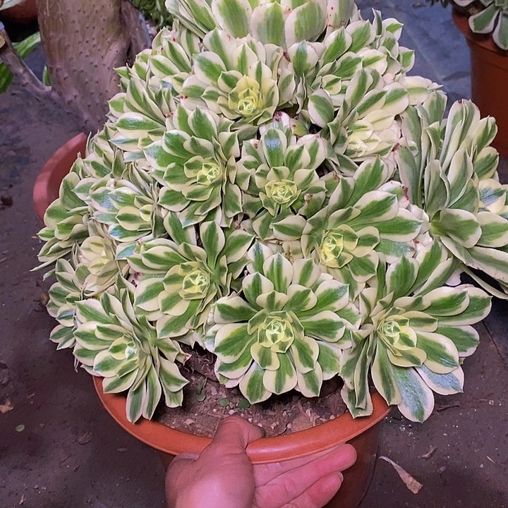 多肉植物保护研究所