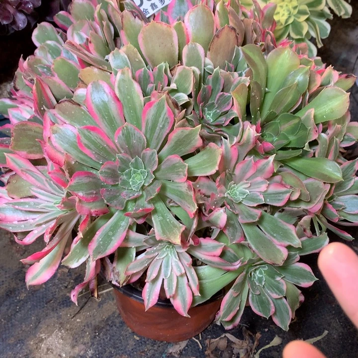 055多肉植物一物一拍