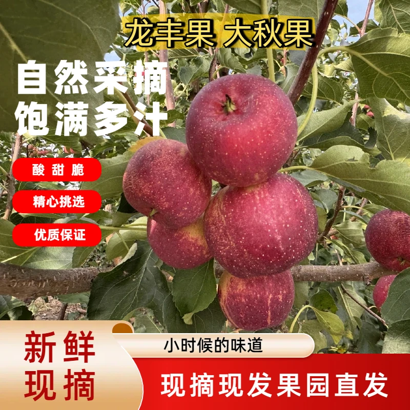 东北龙丰果大秋果自然成熟孕妇水果现摘现发包邮酸甜可口