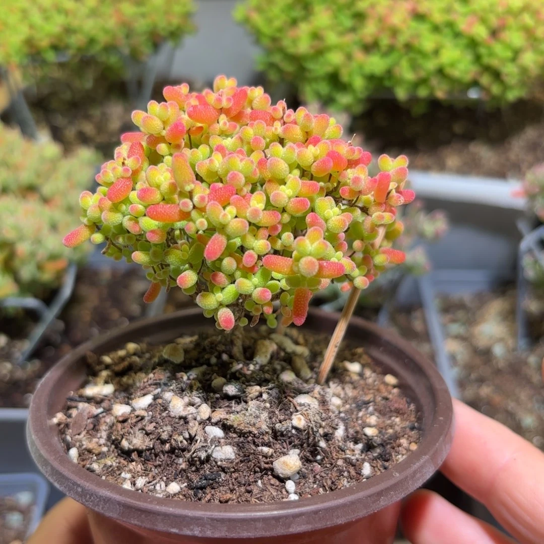 密橘糖球枝干番杏265