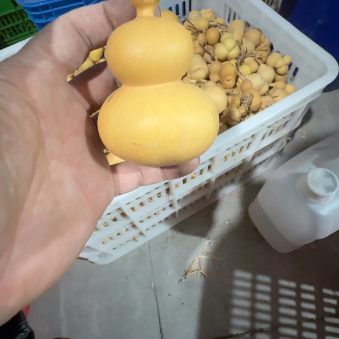 指***云葫芦1111111111111