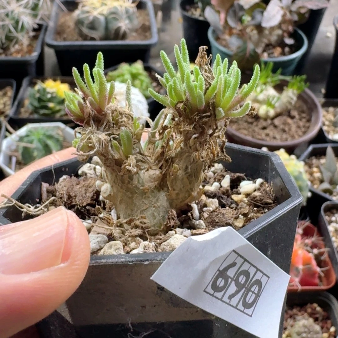 690天赐带盆发货群生