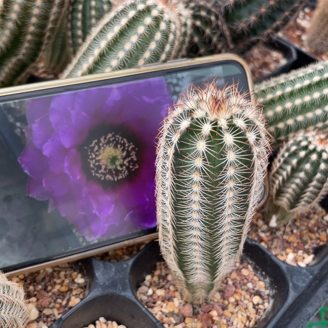 鹿角柱实生仙人球最美丽光