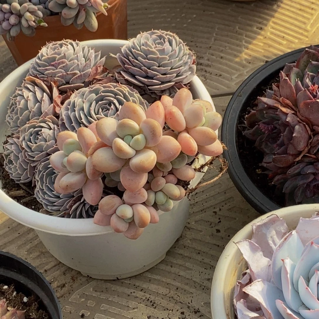 张*48包邮一物一拍多肉植物