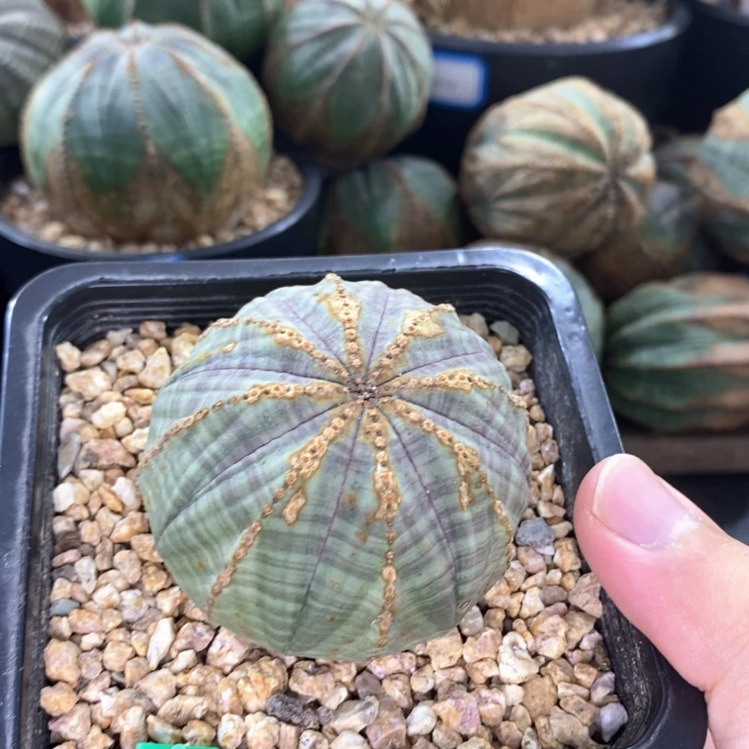 欧系实生布纹球多肉植物